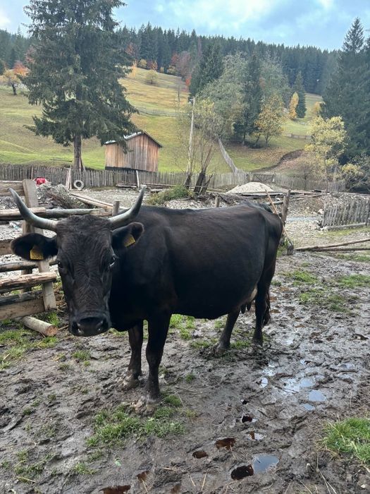 Vand  vaca gestanta