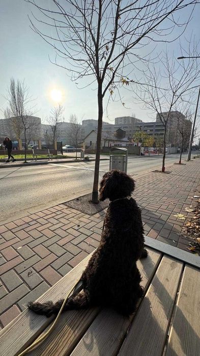 Pet Sitter - Cazare animale