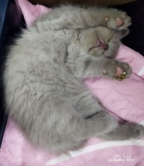 Продаются котята