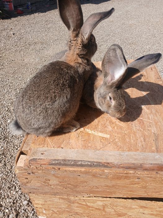 Iepuroaice uriaș german