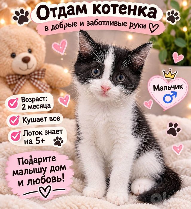 Отдам котенка мальчик