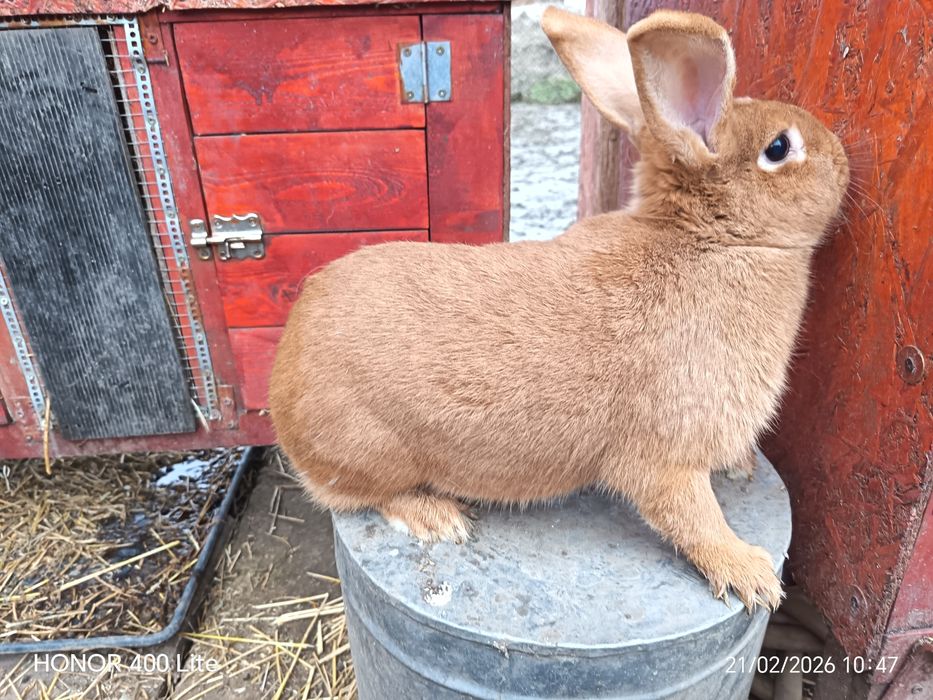 Femela metis neozeelandez roșu