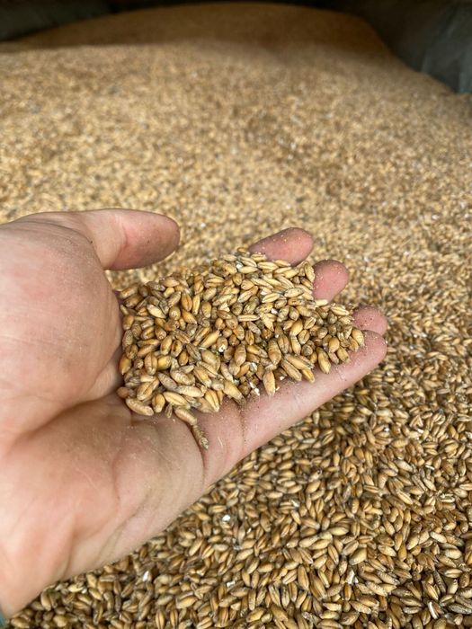 Triticale de vanzare