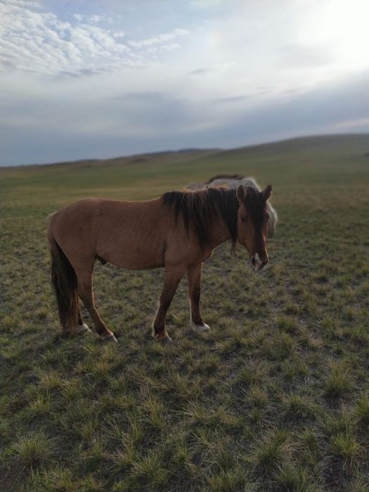 Продается Айгыр