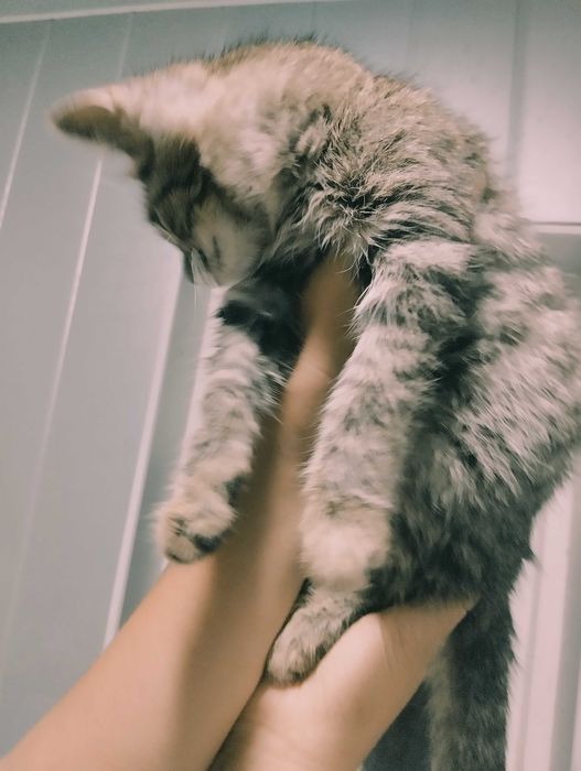 Милая, ласковая кошечка тигрового окраса, помесь сибирской