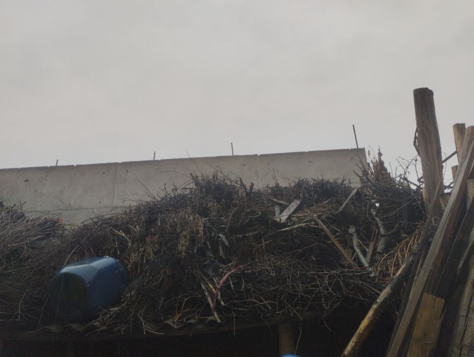 Ўтин бор, тандирбоп шох шабба