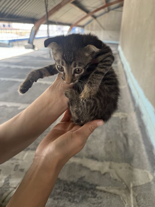 Котенок в хорошие руки