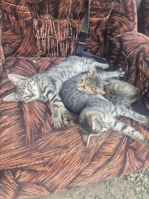 Отдам котят девочки