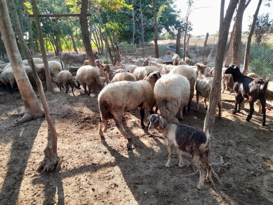 Berbeci si Tapi de vanzare