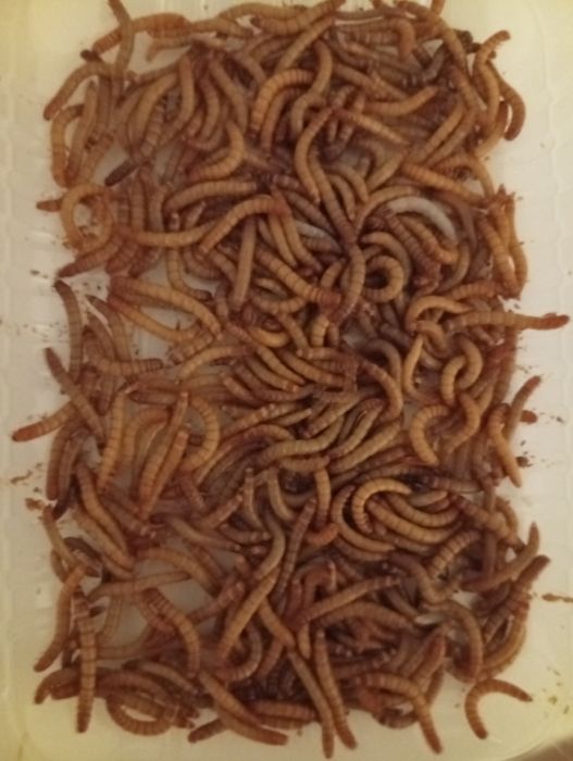 Сверчки, Зоофобус, Мучник, Тараканы