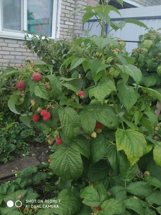 Малина домашняя.