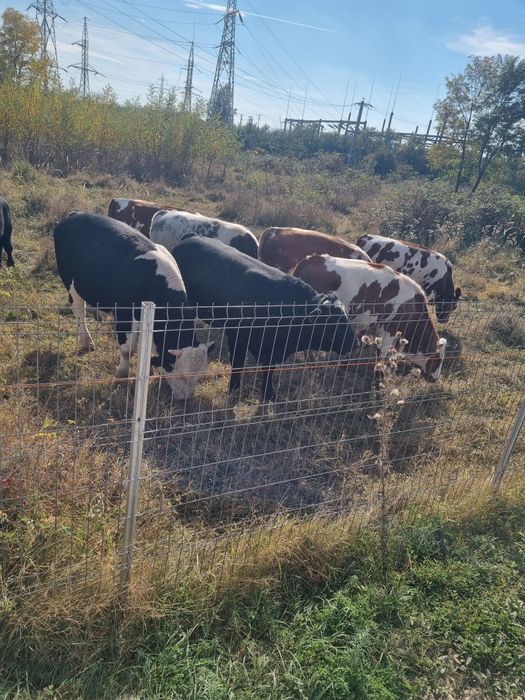 Vând viței de carne
