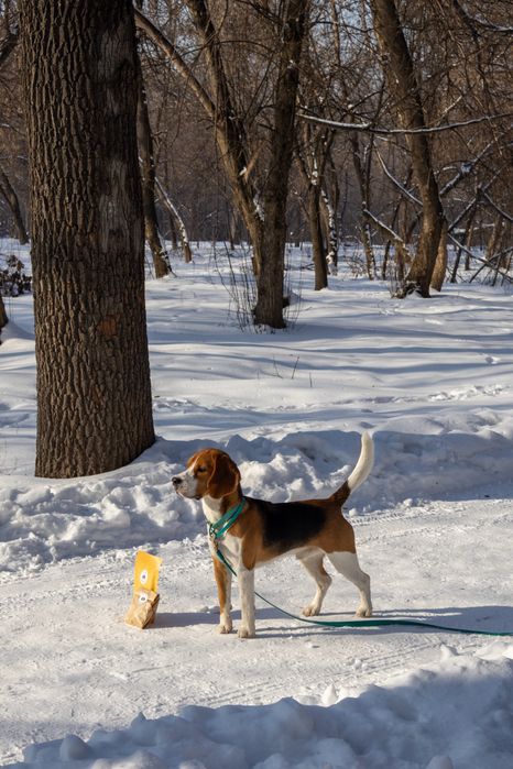 Предлагается кобель для вязки