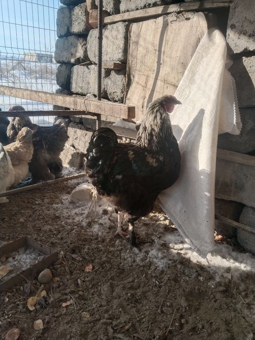 Әиеш петух продам