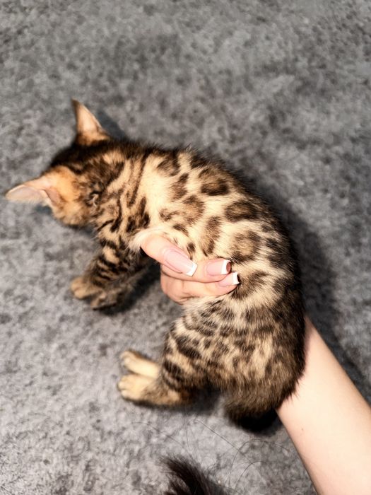 Бенгальские котята