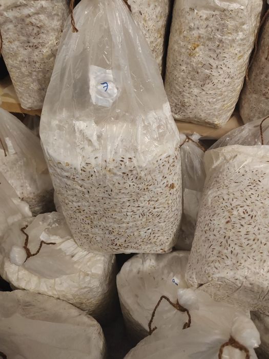 Мицелиций вешенки