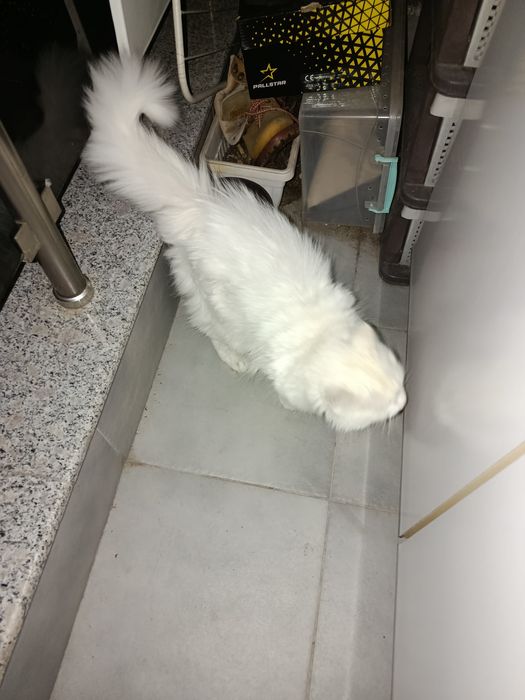 Подарявам женска котка