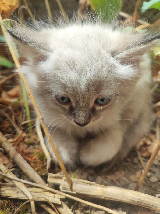 Отдам котят в хорошие руки.