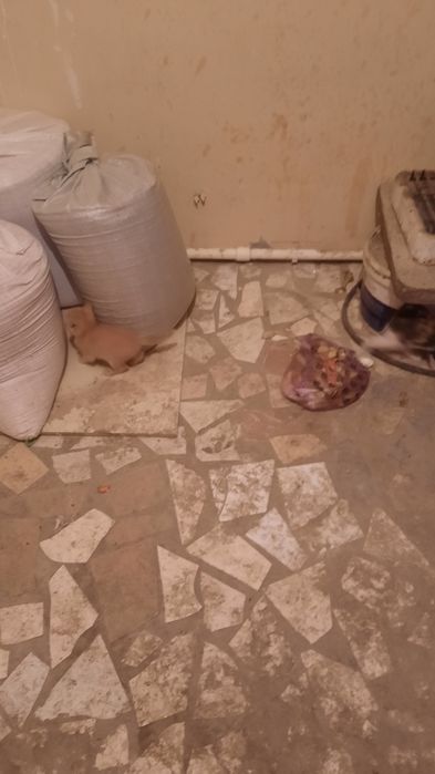 Котята даром, бесплатно.