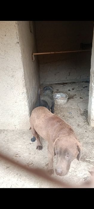 Лабрадор Ретривер