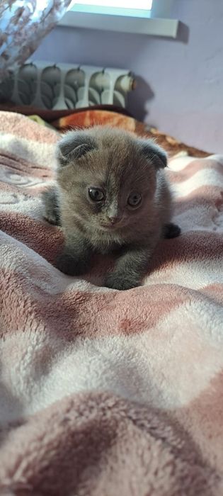 Котята британские