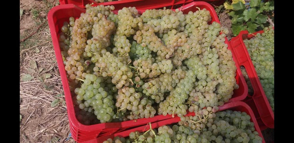 Struguri de vin adusi acasa diverse soiuri albi-negri, pret producator, livrare rapidă la domiciliu în jud. Brasov