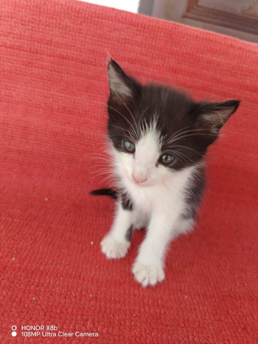 Отдам котят бесплатно