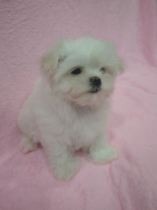 Продам щенков мальтезе