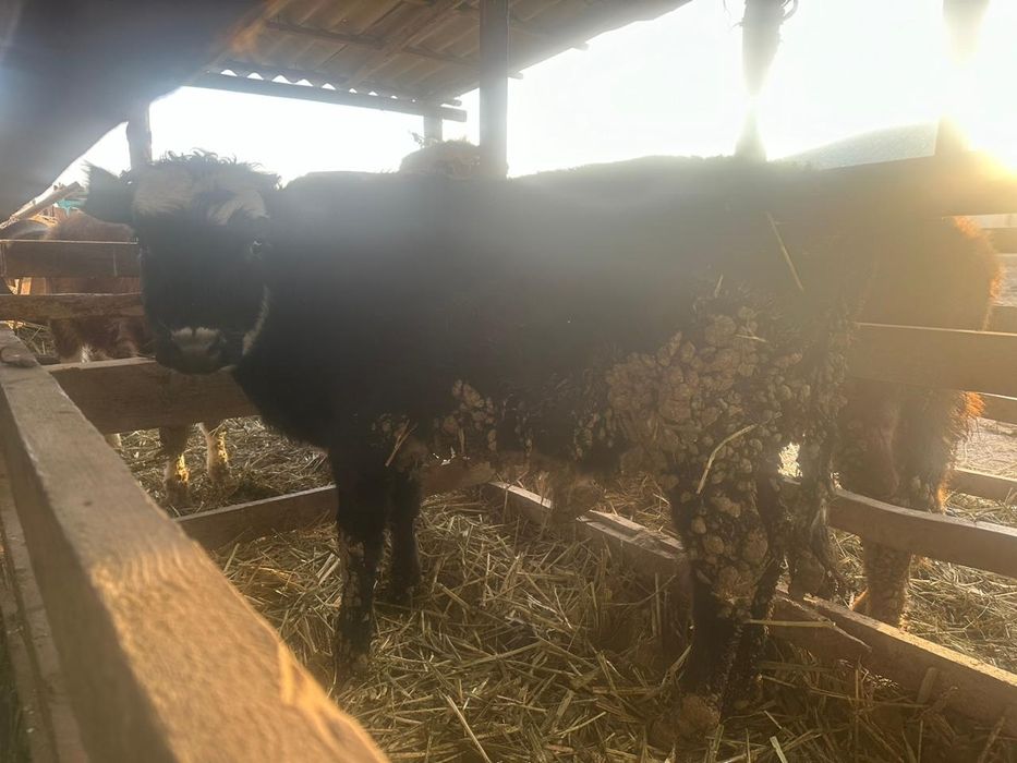 Еркек баспақтар сатылады