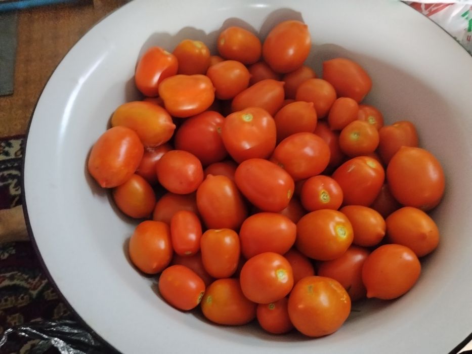 Продам Помидоры на засолку.