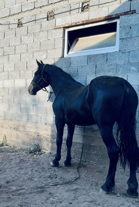 Продам Кобыла Трёх летка
