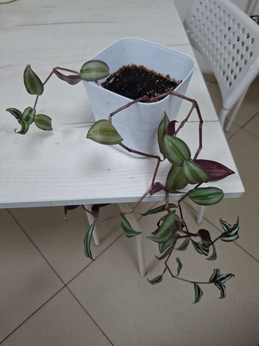 Комнатные  цветы