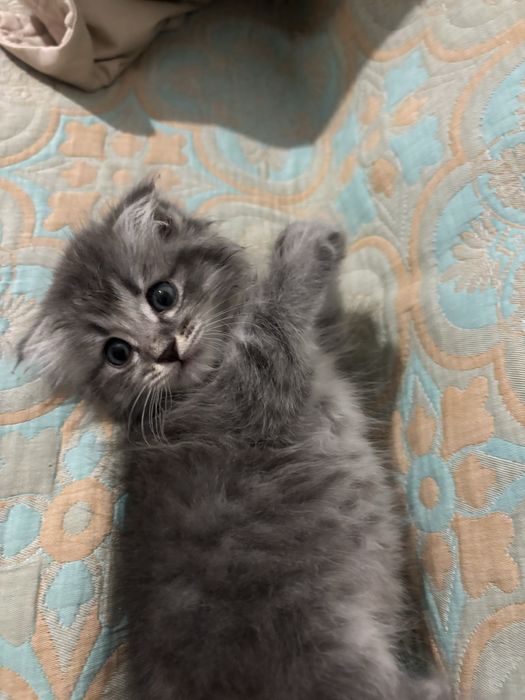 Шотладская кошка