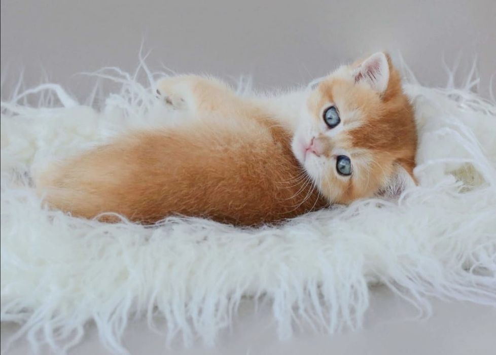 Золотые котята .британские.