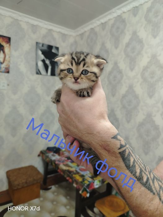 Продам котят страйт и фолд