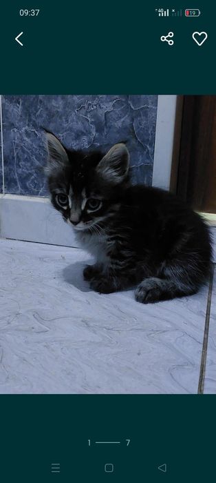 Отдам котят  добрые руки