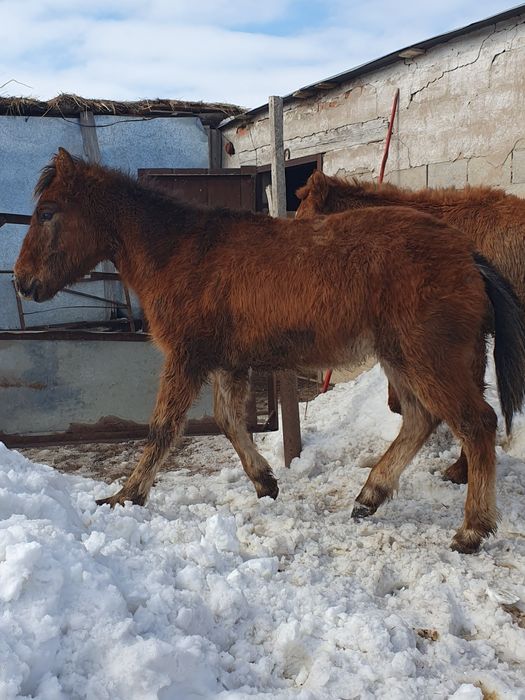 Тай еркек сатылады.