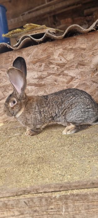 Mascul Uriaș German