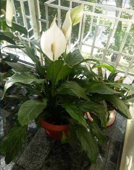 Vând Floare, Crinul Păcii sau Floarea Lunii.