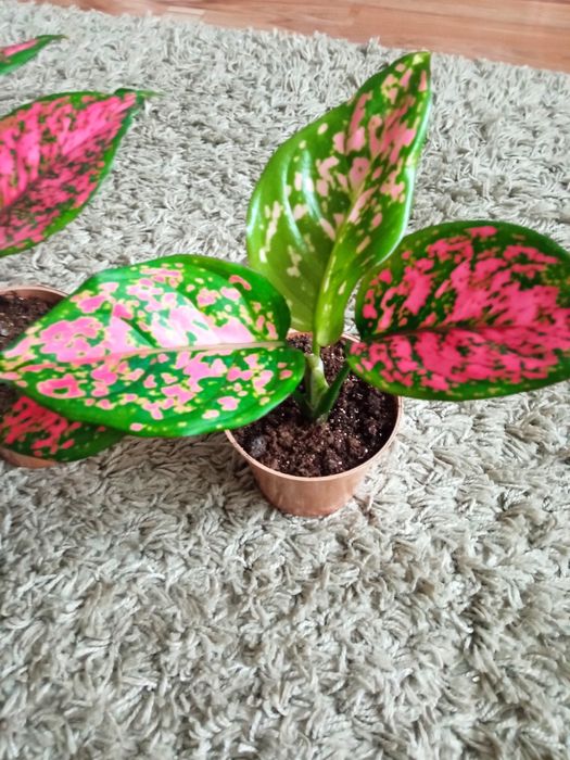 Аглонема Aglaonema Spotted Star