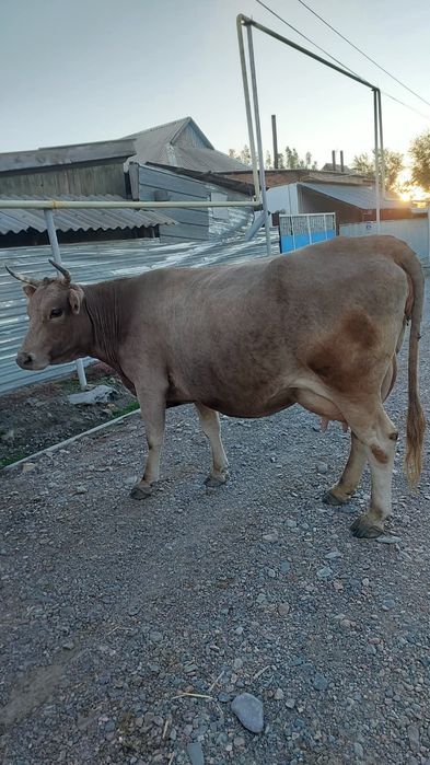 Продам молочную корову