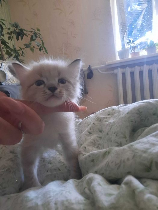 Отдам котенка в добрые ручки