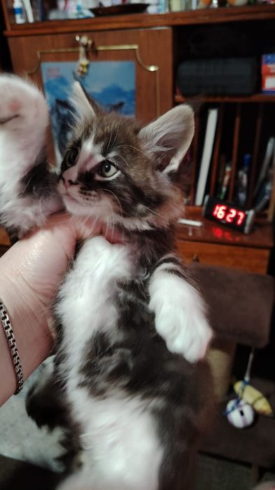 Продажа котят Мейкун