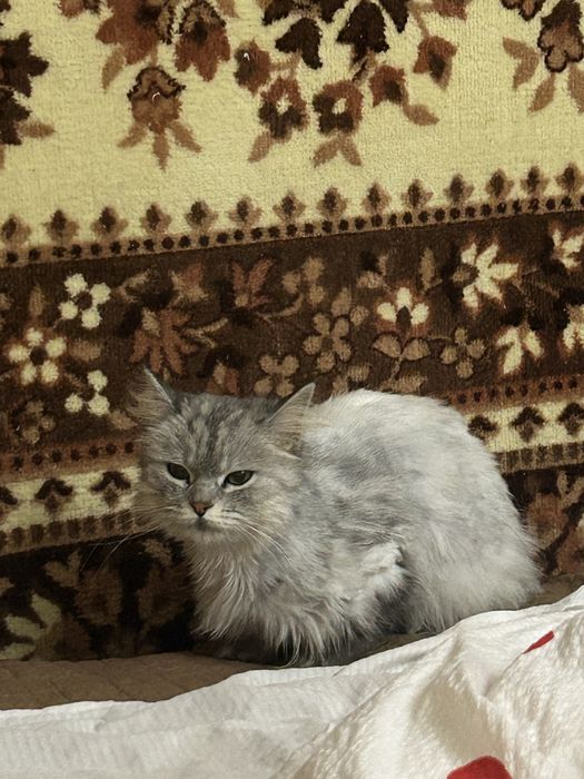 Кошка сибирка малышка