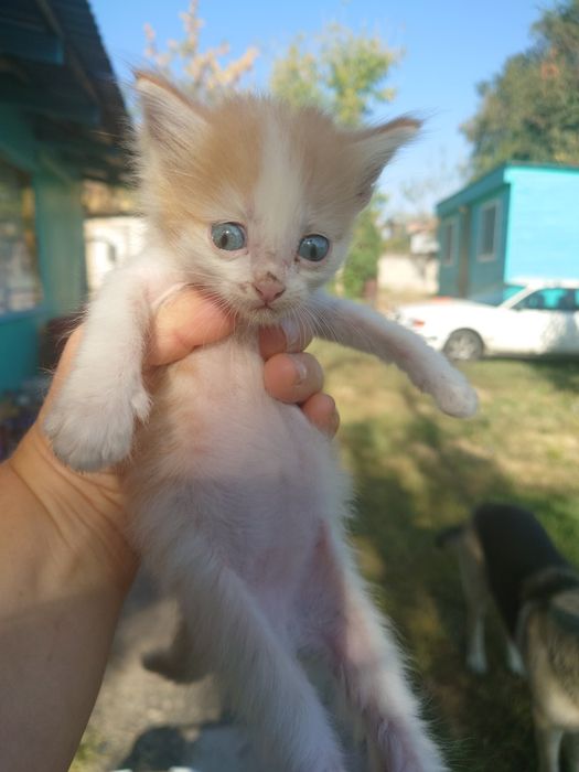 Отдам котят , с доставкой