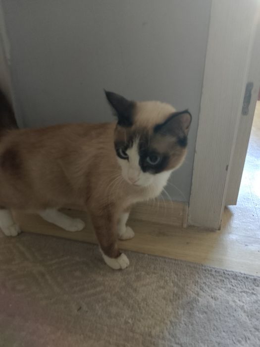 Отдам кошку даром