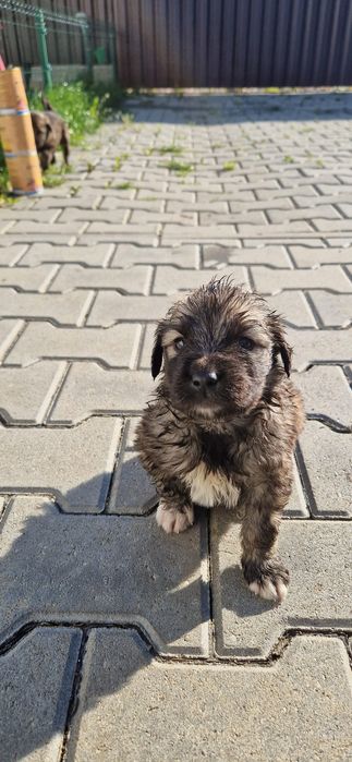 Adoptie com.Halchiu-Brasov