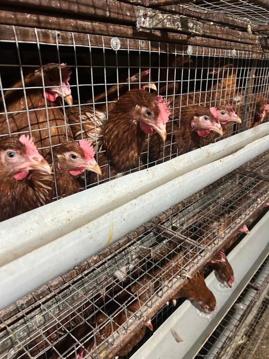 Ломан Браун 6 месяцев