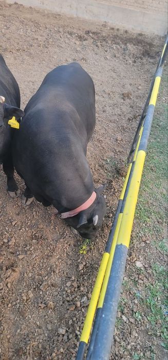 Buqalar sotiladi angus