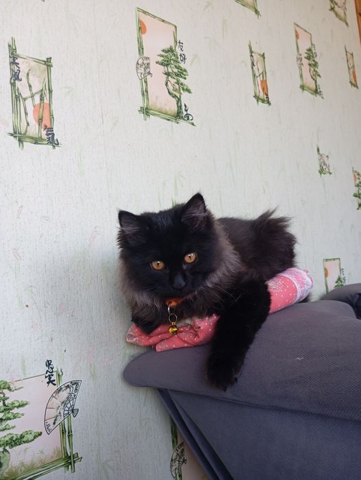 Котик продается или обмен